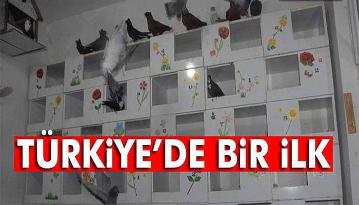 Türkiye’de bir ilk: Güvercinler için otel!