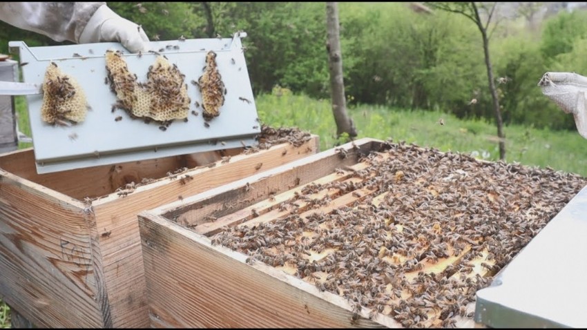 Arı kovanlarının verimliliği yapay zeka desteği ile takip edilecek