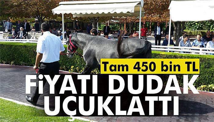2 yaşındaki tay 450 bin TL'ye satıldı