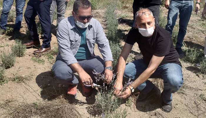 BİGA’DA LAVANTA HASADI YAPILDI