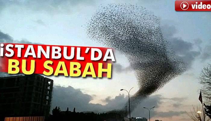  İstanbul semalarında sığırcık şöleni