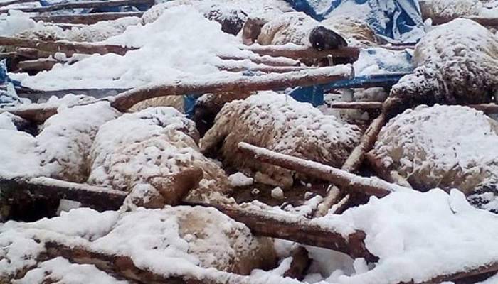  125 küçükbaş hayvan telef oldu