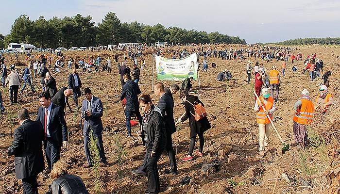 Çanakkale'de 205 bin fidan toprakla buluşturuldu (VİDEO)