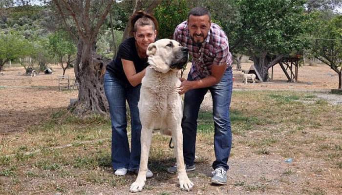 İstanbul'dan kaçıp İzmir'de köpek çiftliği kurdular