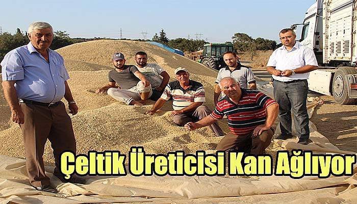  Çeltik Üreticisi Kan Ağlıyor