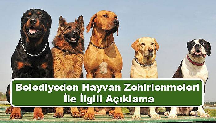 Belediyeden hayvan zehirlenmeleri ile ilgili açıklama