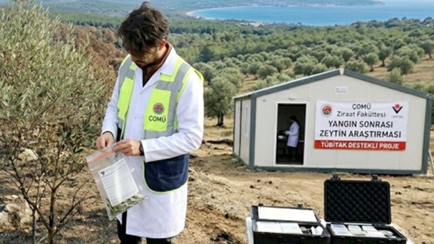 Zeytin Alanlarında Yangın Etkisi Araştırılıyor