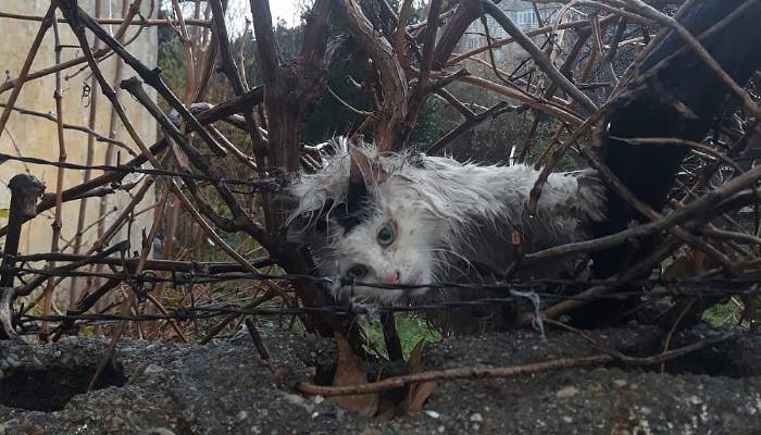 Bahçe tellerine takılan kediyi, itfaiye kurtardı