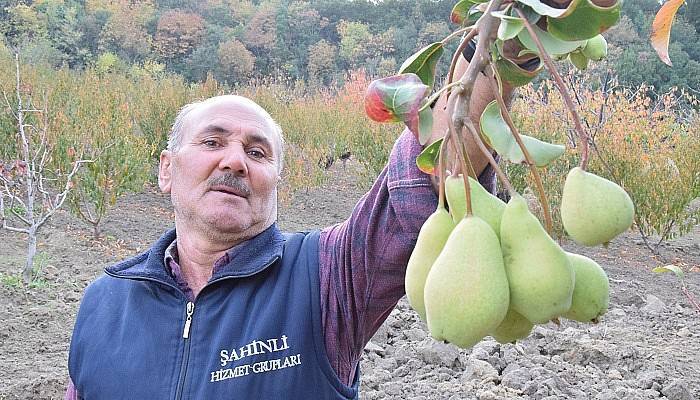 Çanakkale'de 2 ay ara ile ikinci kez meyve veren armut ağacı şaşırttı (VİDEO)