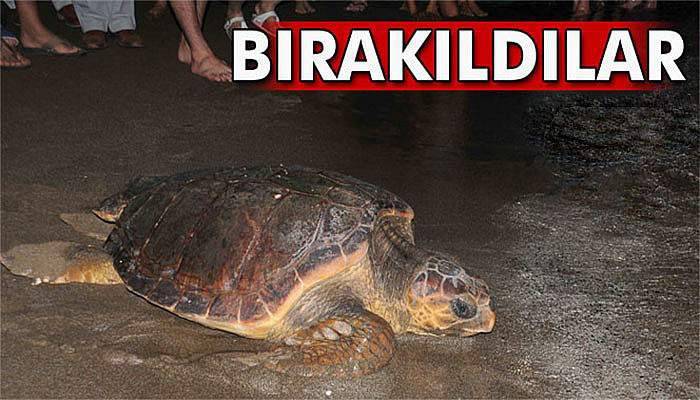 Tedavileri tamamlanan kaplumbağalar denize bırakıldı