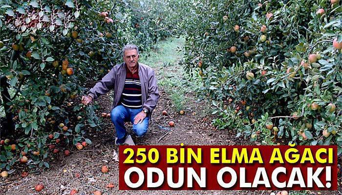 Elma para etmedi, 250 bin ağaç sökülüp odun olacak