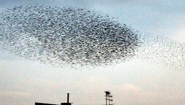 Binlerce sığırcık kuşu deprem bölgesinden böyle kaçtı