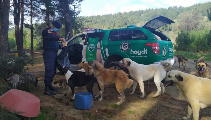 Jandarma'dan sokak hayvanlarına yardım eli