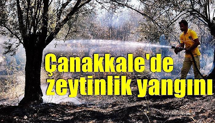 Çanakkale'de zeytinlik yangını (VİDEO)