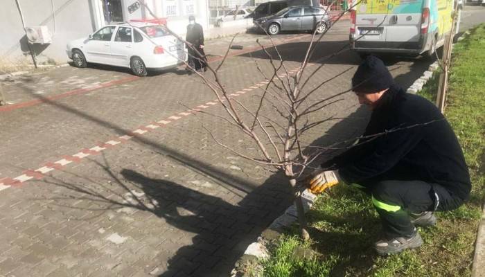 Ağaçlarda kış bakımı ve budama yapılıyor