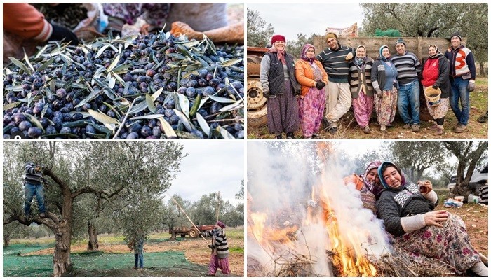 Zeytin mutluluk üretiyor