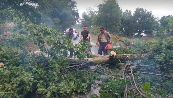 Köy yolunda ağaç devrildi