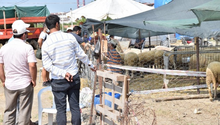 Lapseki'de kurbanlık hayvan pazarı kuruldu   