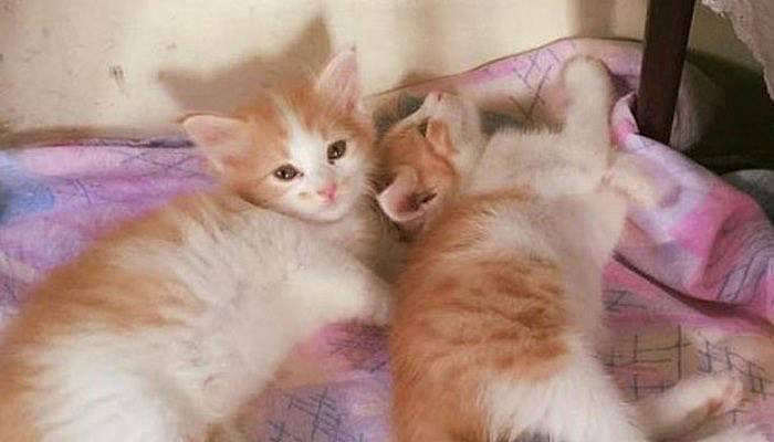 Asgari ücretli kadın evinde 66 kedi besliyor