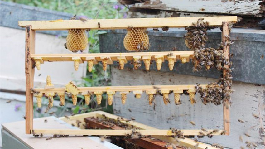 Bayramiç’te arı ölümleri tedirgin ediyor (videolu)