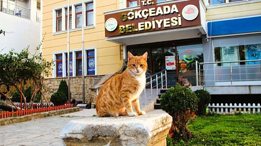 Gökçeada’daki Kedi Ölümlerinin Ardından Açıklama Geldi