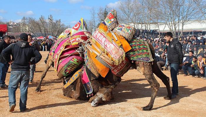 Yılın en büyük deve güreşi, 5 Şubat’ta Biga’da