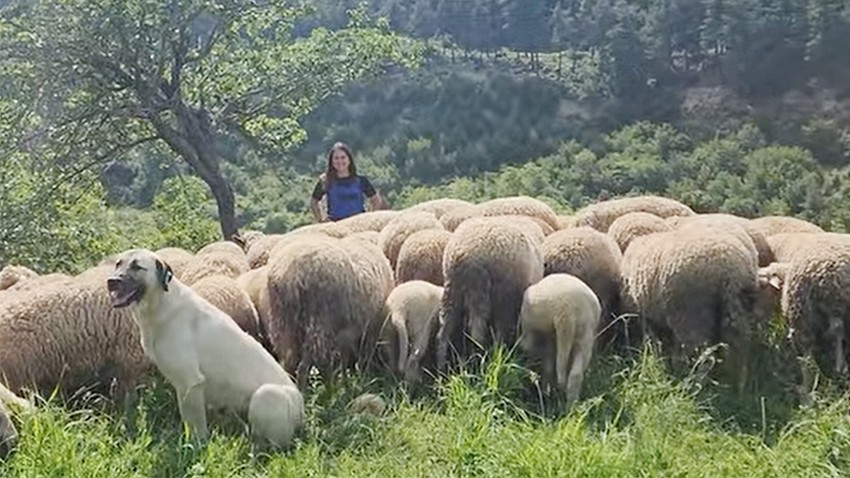 Çoban Köpeklerine Mikroçip Takılıyor