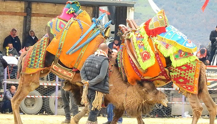 Çan Belediyesi Geleneksel Folklorik Deve Güreşleri Festivali Yapıldı (video)
