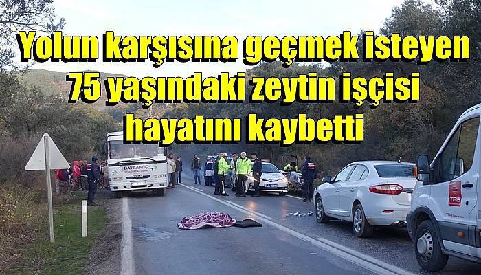 Yolun karşısına geçmek isteyen 75 yaşındaki zeytin işçisi hayatını kaybetti (VİDEO)