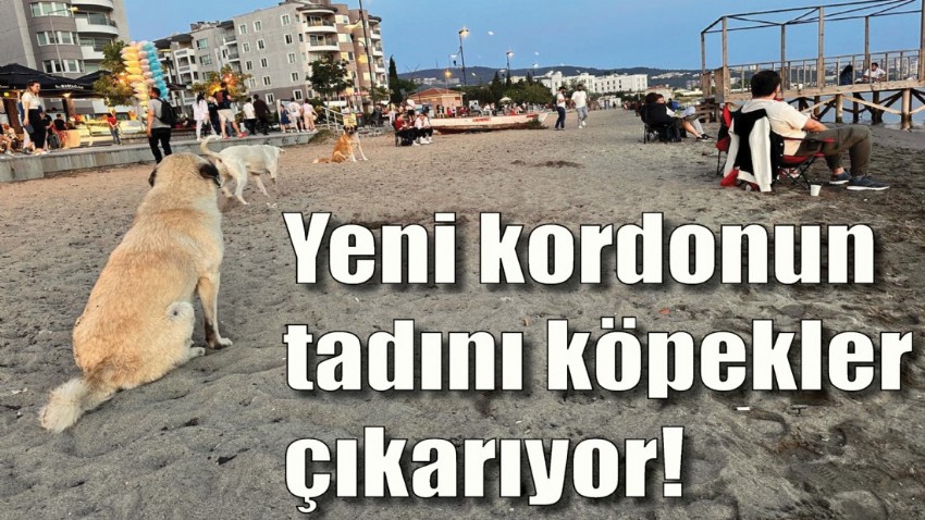 Yeni kordonun tadını köpekler çıkarıyor!