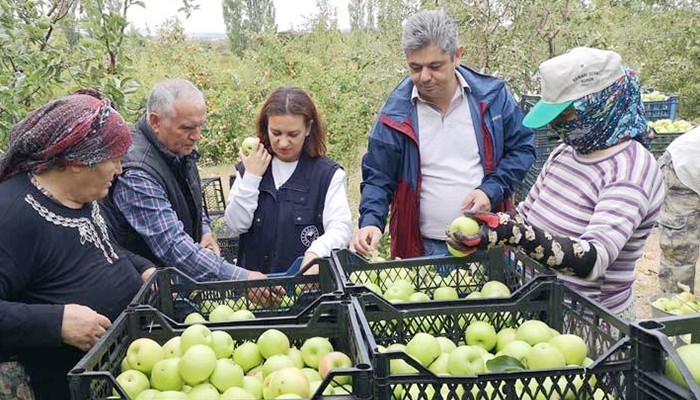 Elma iç kurdu ile mücadele çalışması 