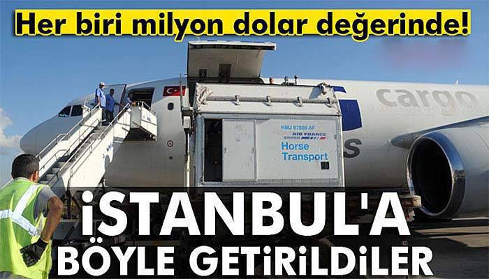 Milyon dolarlık atlar İstanbul’da