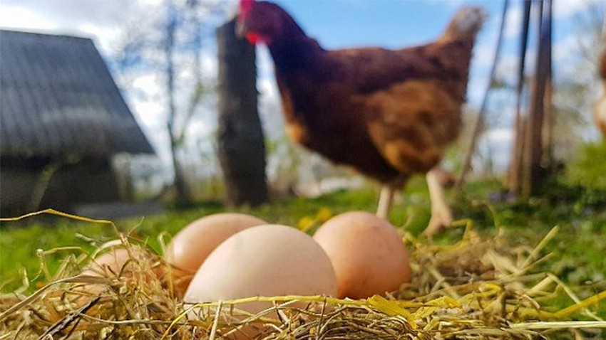 Tavuk yumurtası üretimi arttı