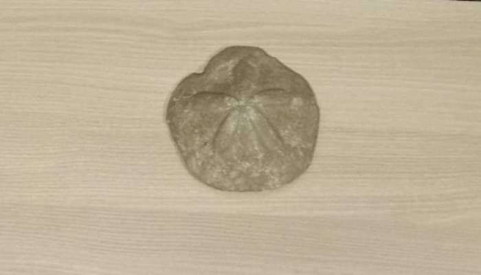 Çanakkale'de bir iş yerinde deniz yıldızı fosili ele geçirildi