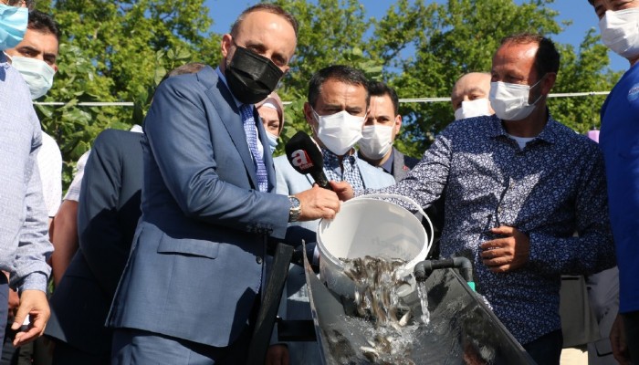 Çanakkale Boğazı'na 22 bin balık yavrusu bırakıldı