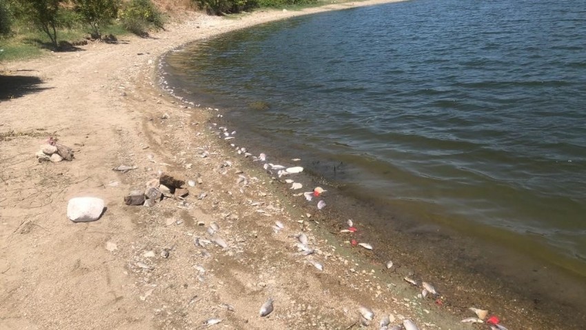 Baraj gölünde ölen balıklar karaya vurdu