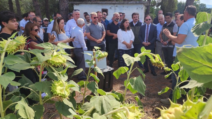 Biga’da Yerli ve Milli Ayçiçeği Hasadı