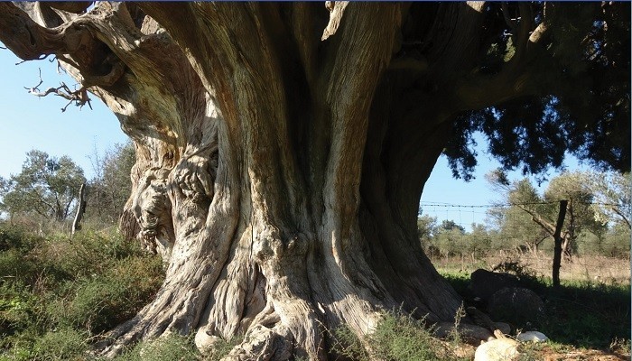 2 bin 500 yıllık olduğu tahmin edilen selvi ağacı tescil bekliyor