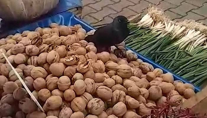 Karga, pazar tezgahındaki cevizleri yerken görüntülendi (VİDEO)