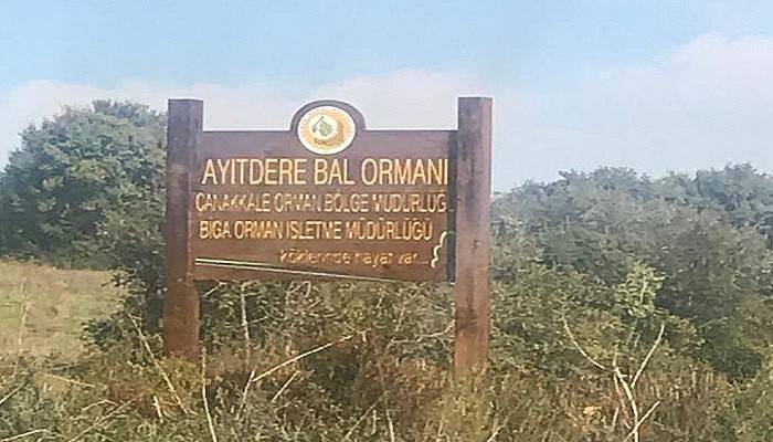 Ayıtdere Bal Ormanında Fidan Dikimi Tamamlandı 