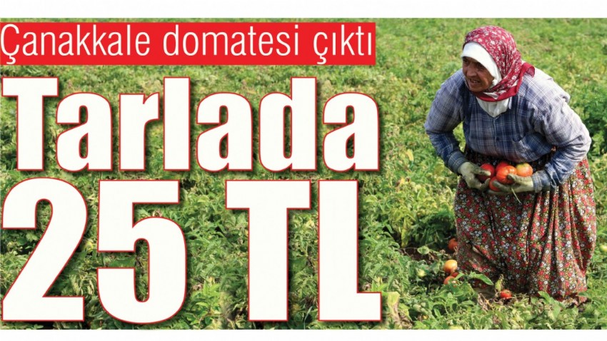 Çanakkale domatesi çıktı; Tarlada 25 TL