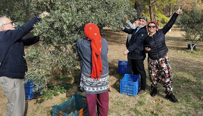 Eceabat’ta şenlik gibi hasat 