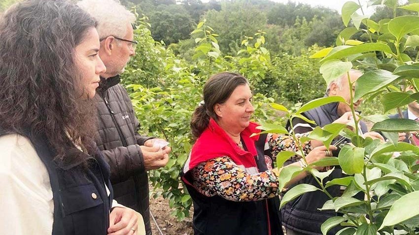 Kahverengi kokarca ile mücadele