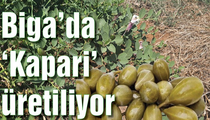 Biga'da ‘Kapari’ üretiliyor