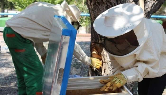 Protokol arılar yeni yuvalarına taşındı