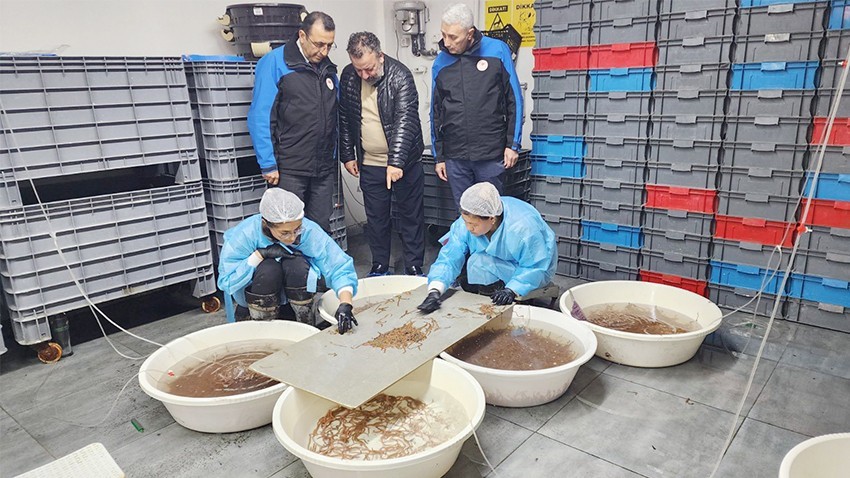 Türkiye’nin Tek Deniz Solucanı Üretim Tesisi Ayvacık’ta Faaliyet Gösteriyor