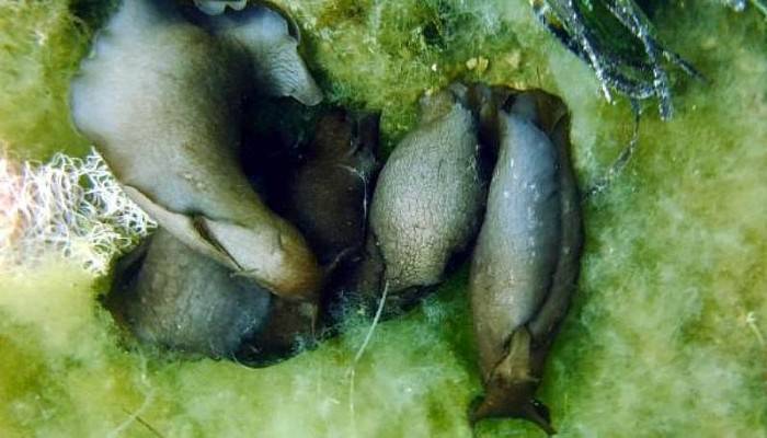 Çanakkale Boğazı'nda Deniz Tavşanı Görüntülendi