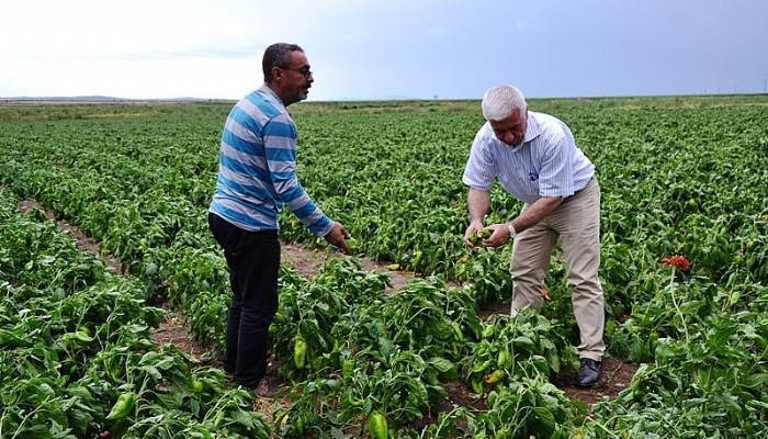 Biga'da tarlaları dolu vurdu