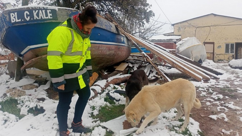 Çanakkale Belediyesi Can Dostlar Unutulmadı!