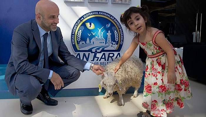 Ankara keçisi, uluslararası boyutta ele alındı